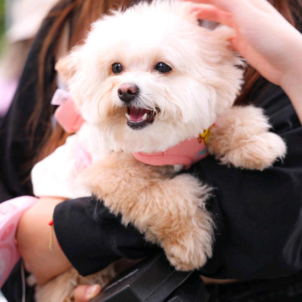 易达出行豌豆颠