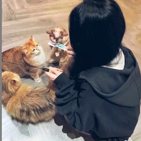 悲伤的猪大肠