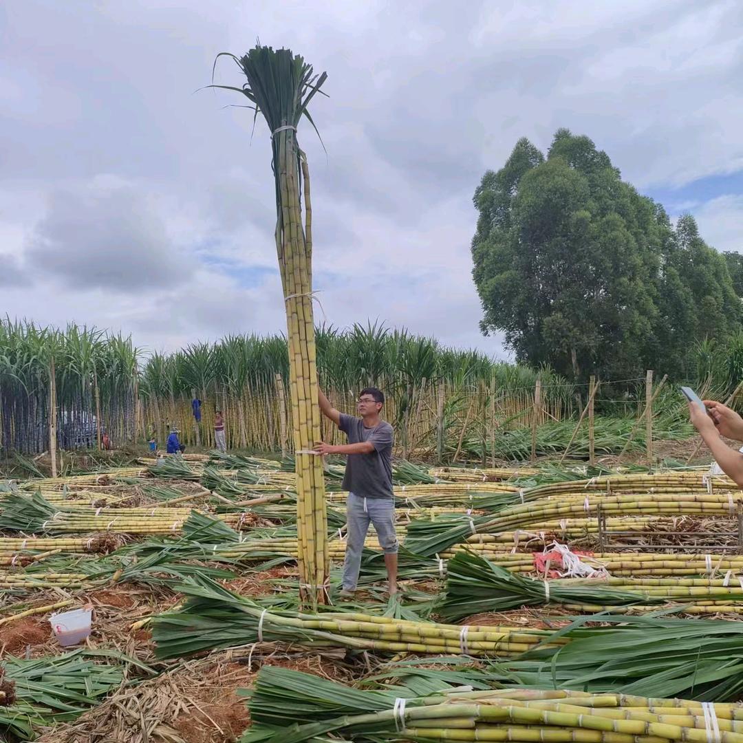 甘蔗种苗黄皮小子