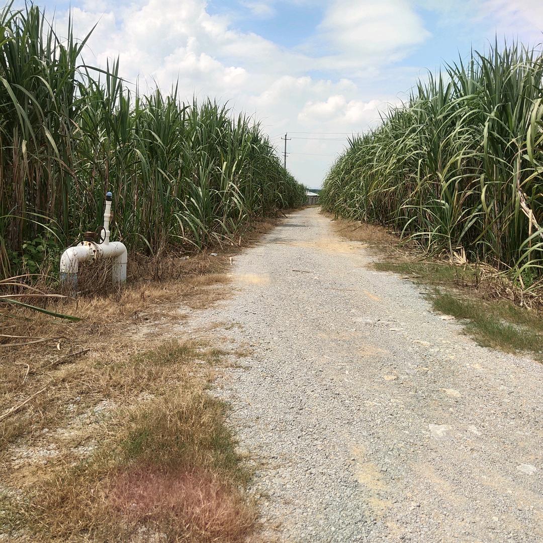 博白簸箕炊美食（来宾店）