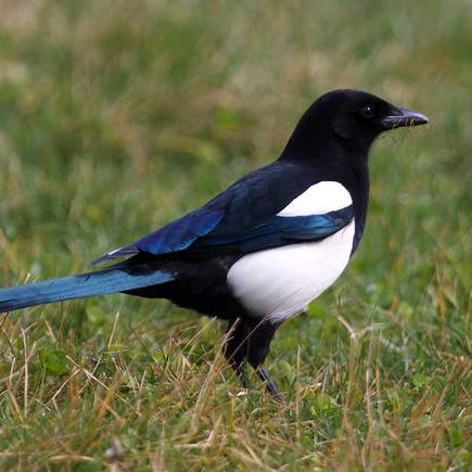 小鸟成长记(筑巢中)…