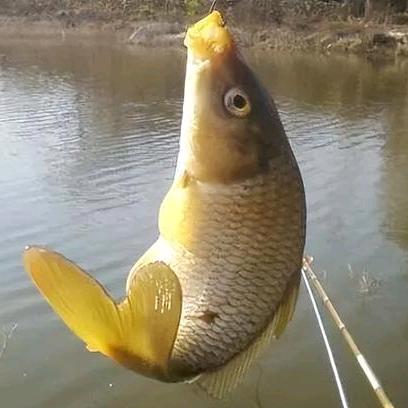 江湖钓鱼郎