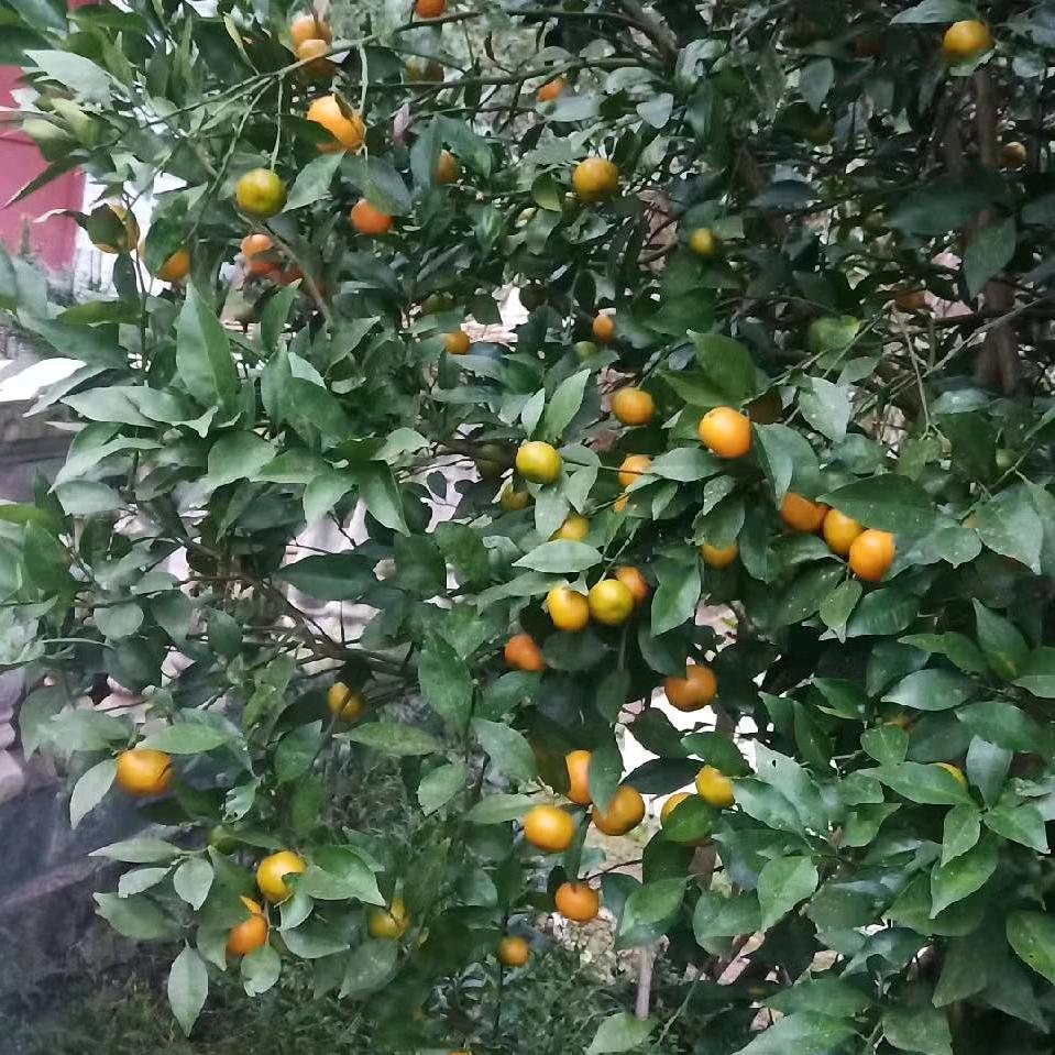 平安快乐1708618869