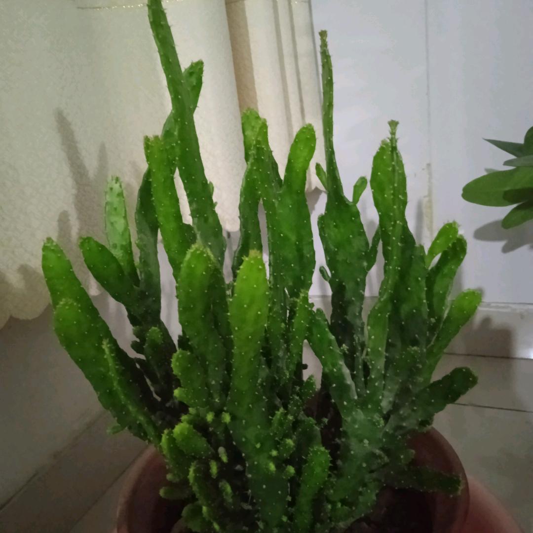 赵红