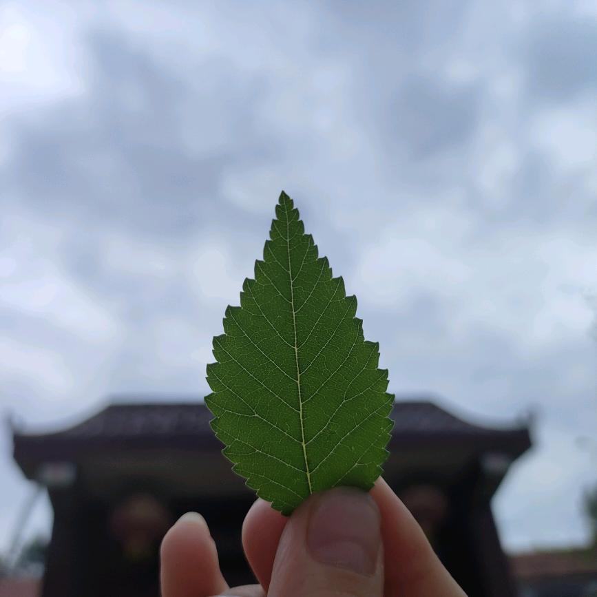 梦的告别