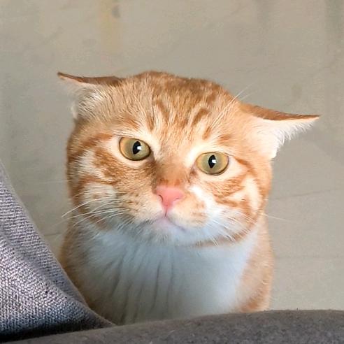 优优的蛋黄黄