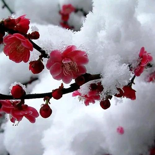 梅花香自苦寒来