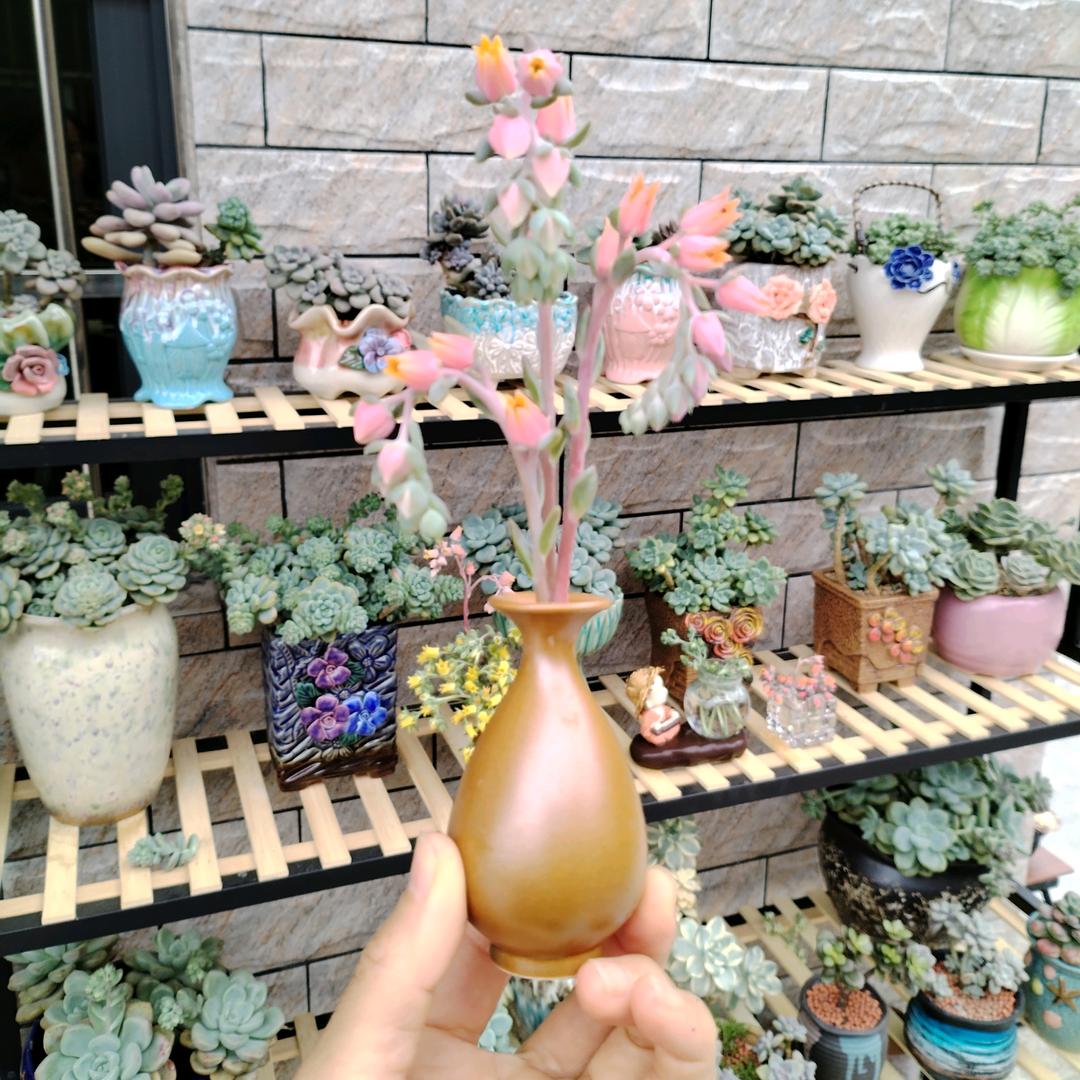 薰衣草