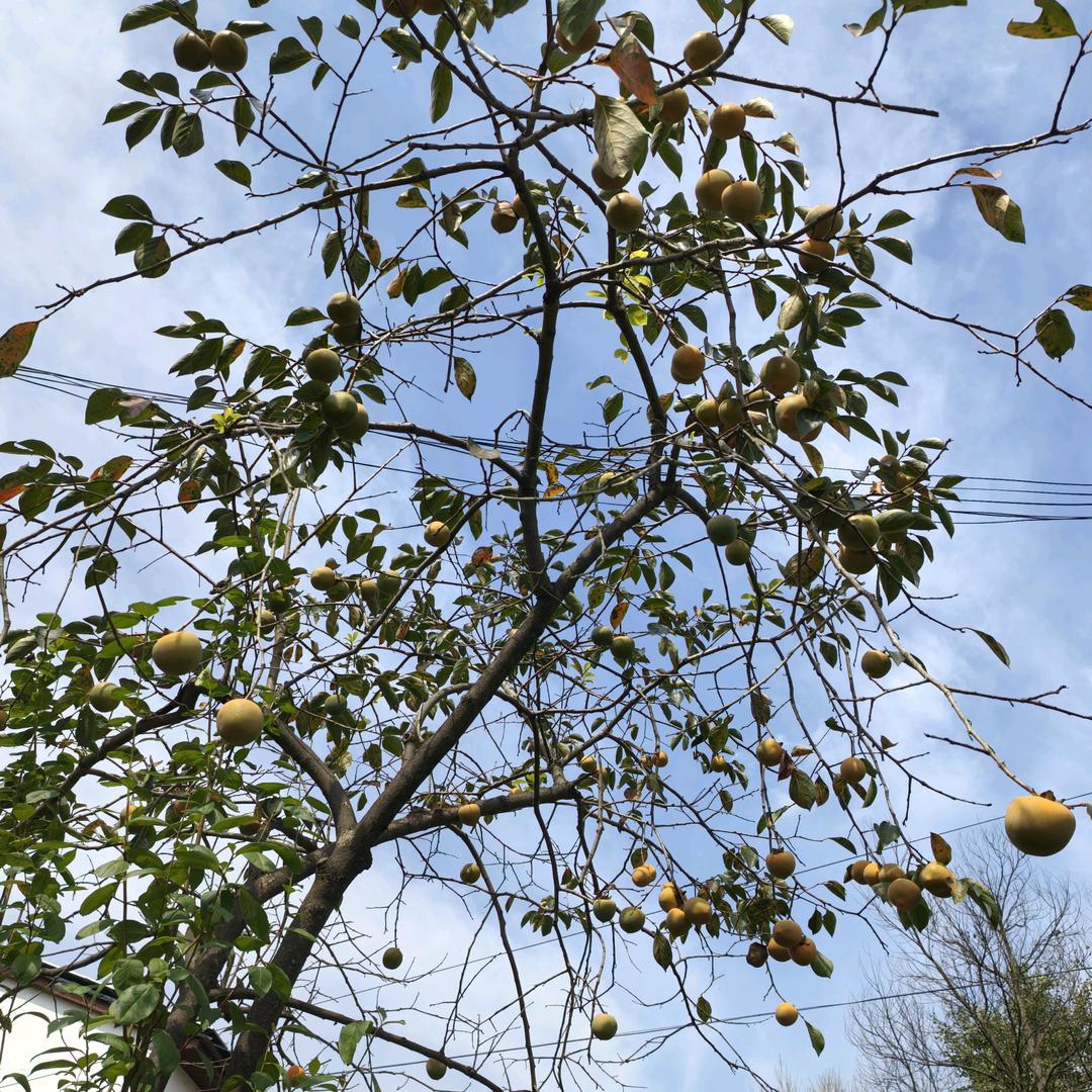 银时盼·金时念