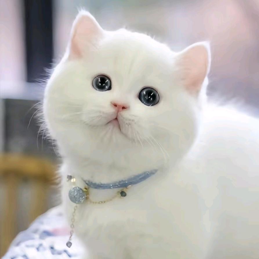 白猫追剧