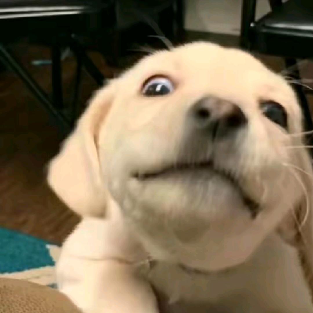 新疆领队小鲸鱼.