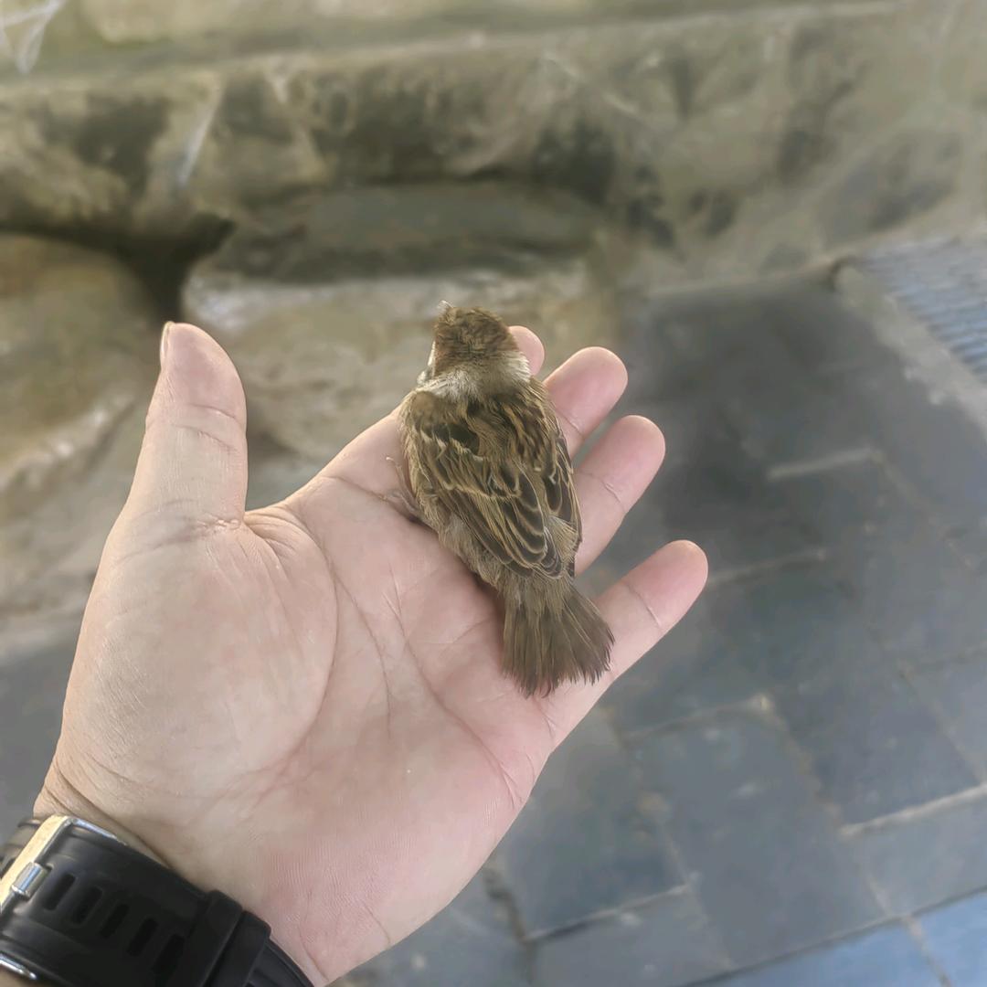 苗汉子统哥