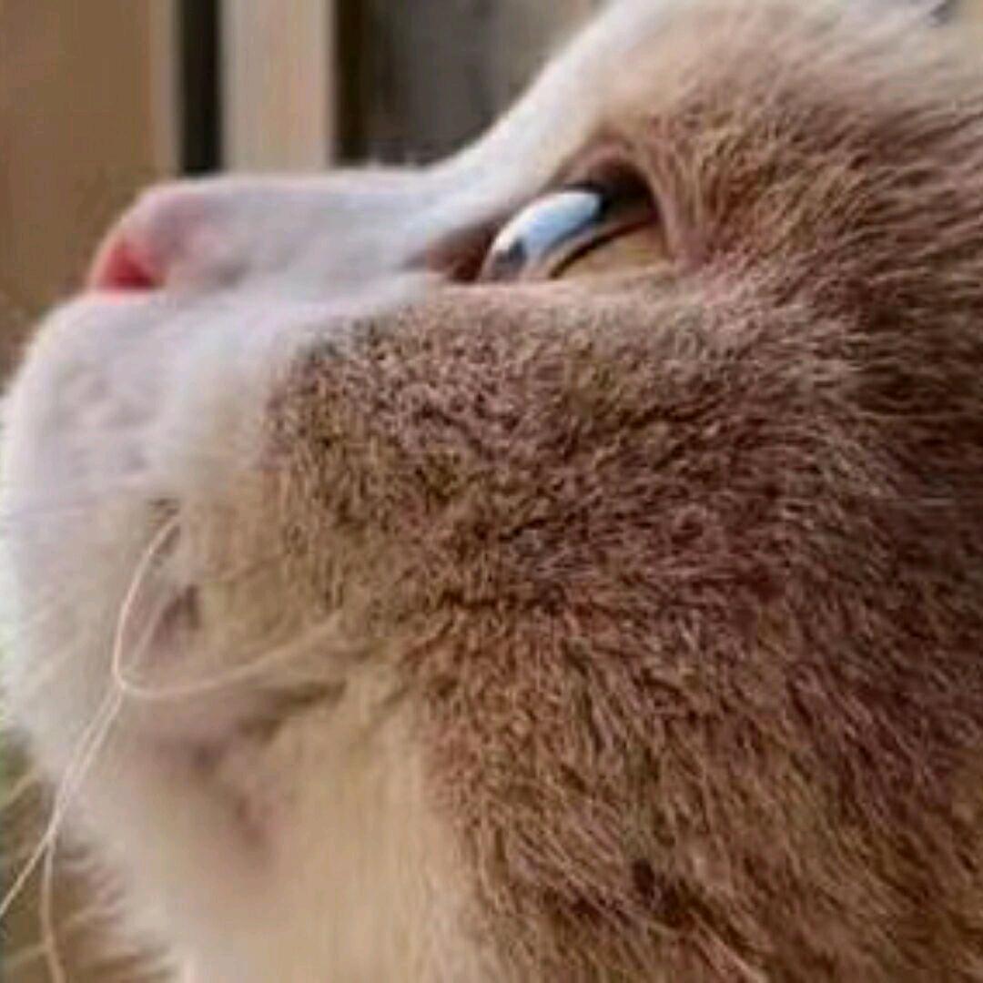 奶味蓝—无畏契约手游