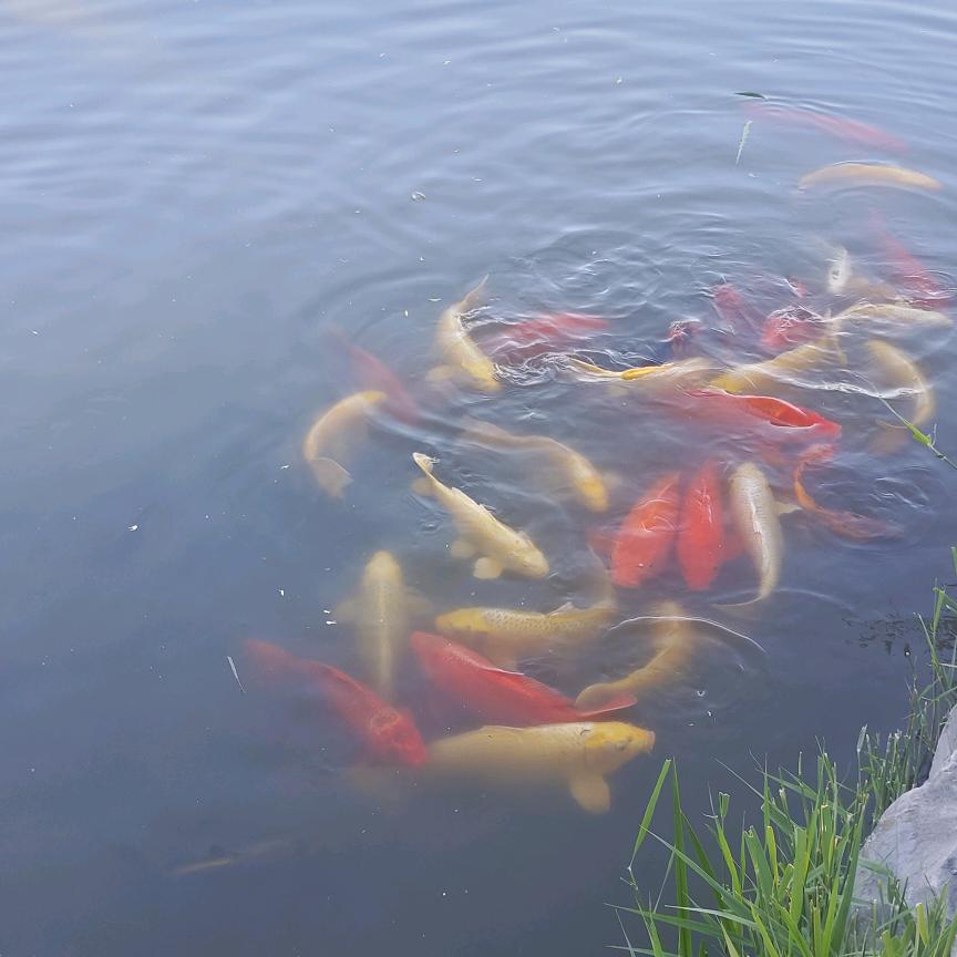 上海申花vs成都蓉城