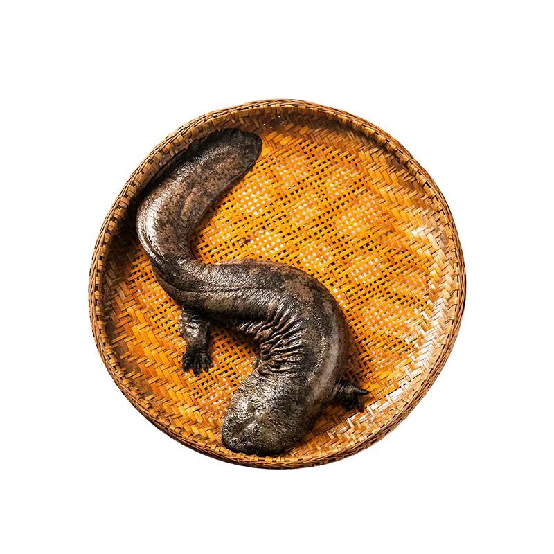 娃娃鱼食品精选