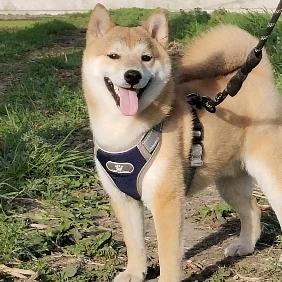 柴犬(小体 豆柴)专业繁殖~晏姐