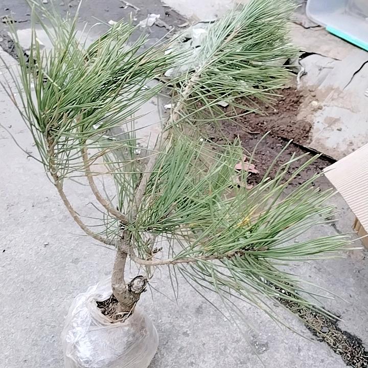 小杨