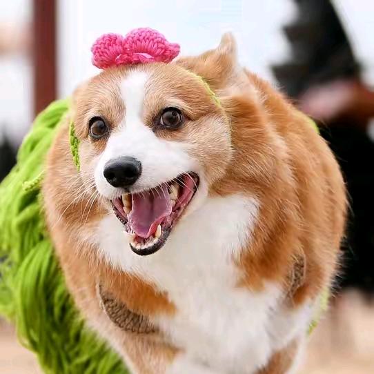 晓凡