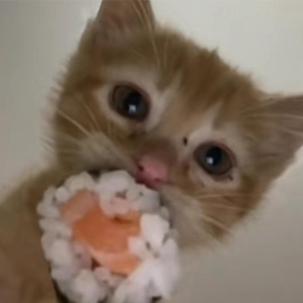 苹什猫