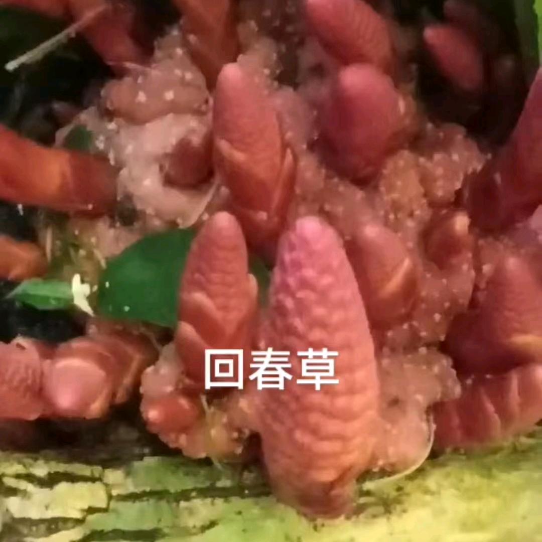 奇珍异草☘️山货