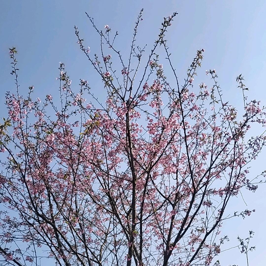 平平淡淡