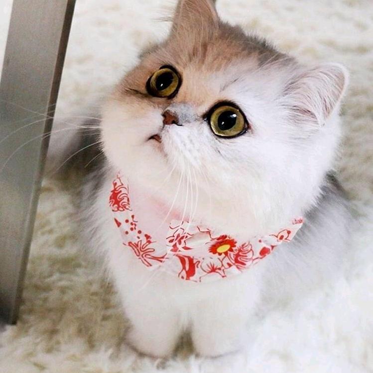 小黄人🌈💨