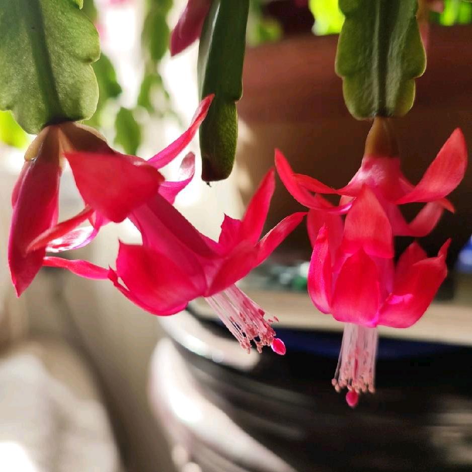 笑囗常开(拒绝连赞)