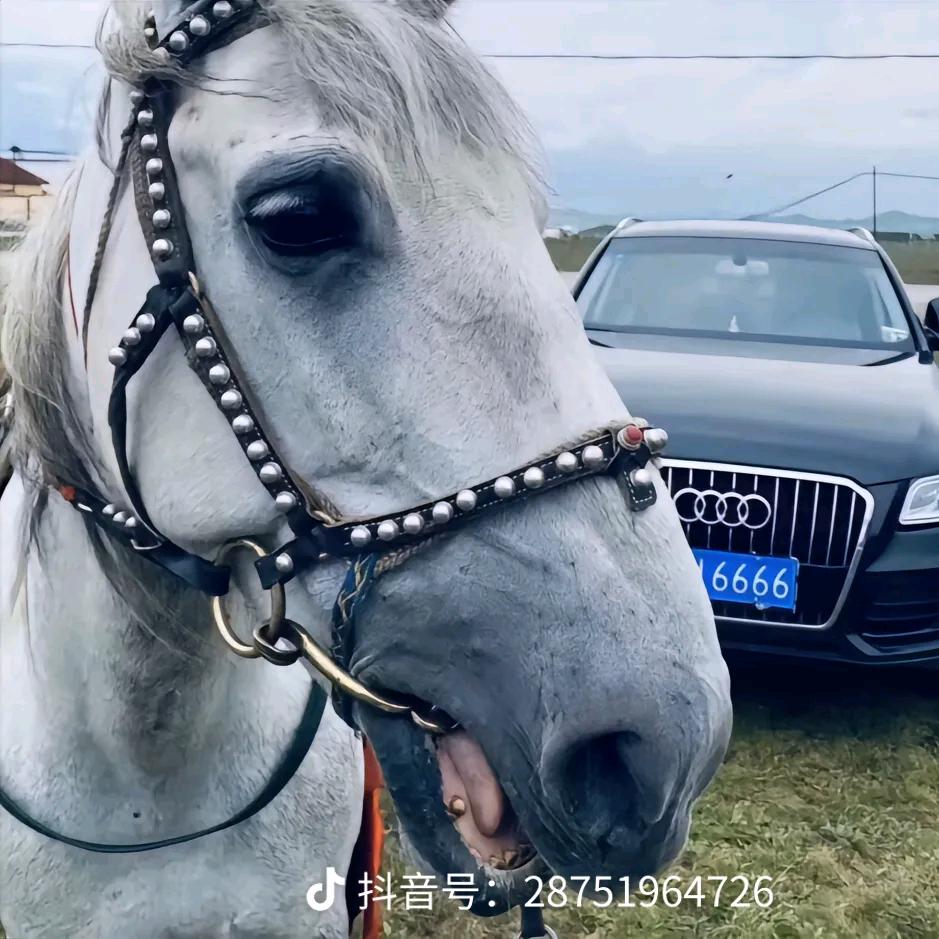 爱马如命