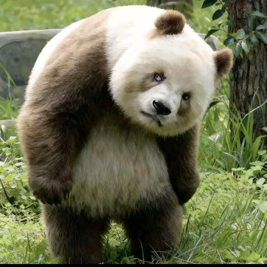 ℳঞ兜里໊🌿半颗糖🍬