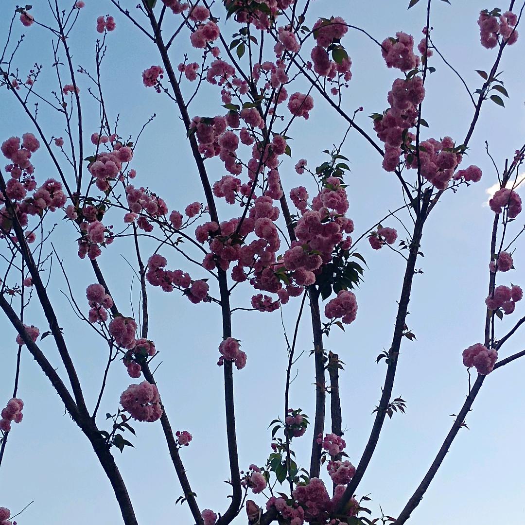 春风若有顾、惟愿落花迟