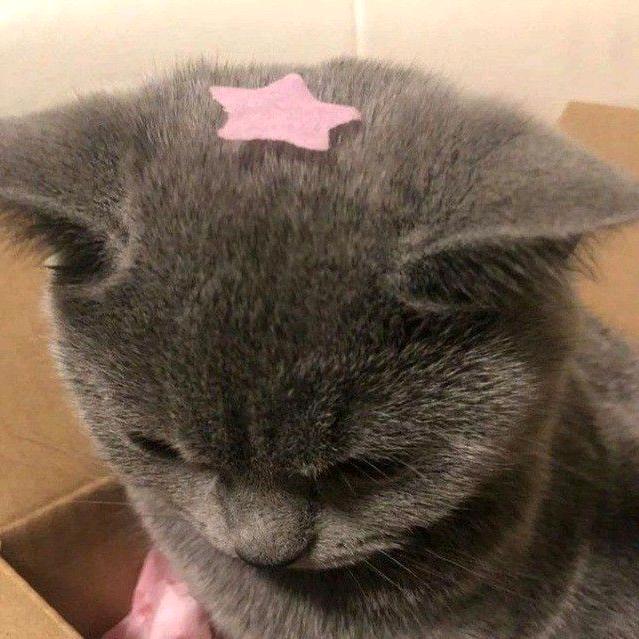 麦麦同学
