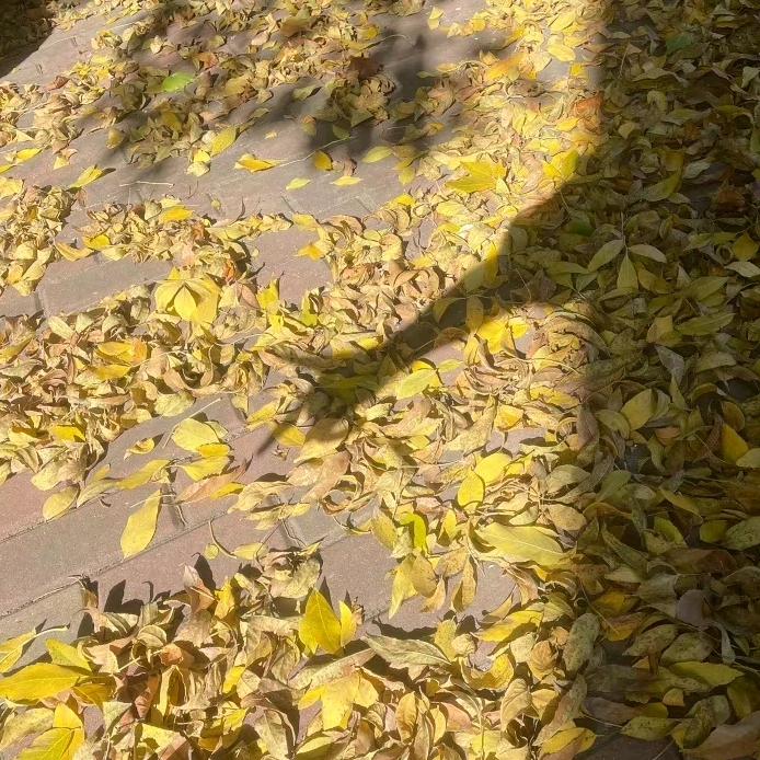芽香清茶.
