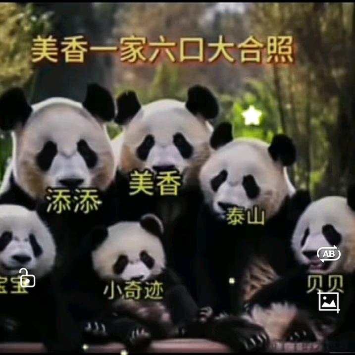 风雨🐼panda（宝力青宝🙏）