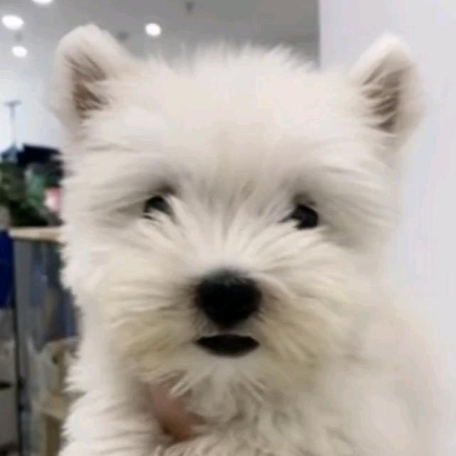 喜瑞不是siri