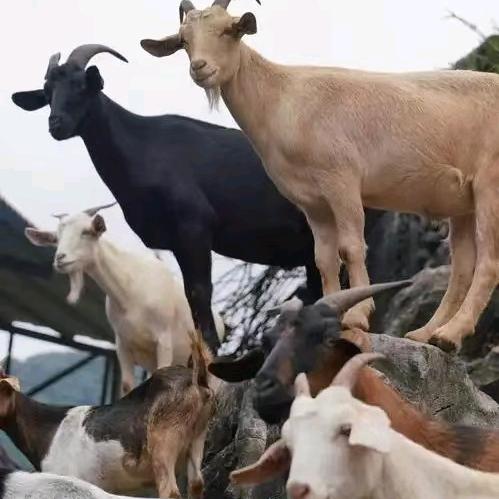 高山腊肉腊货土特产