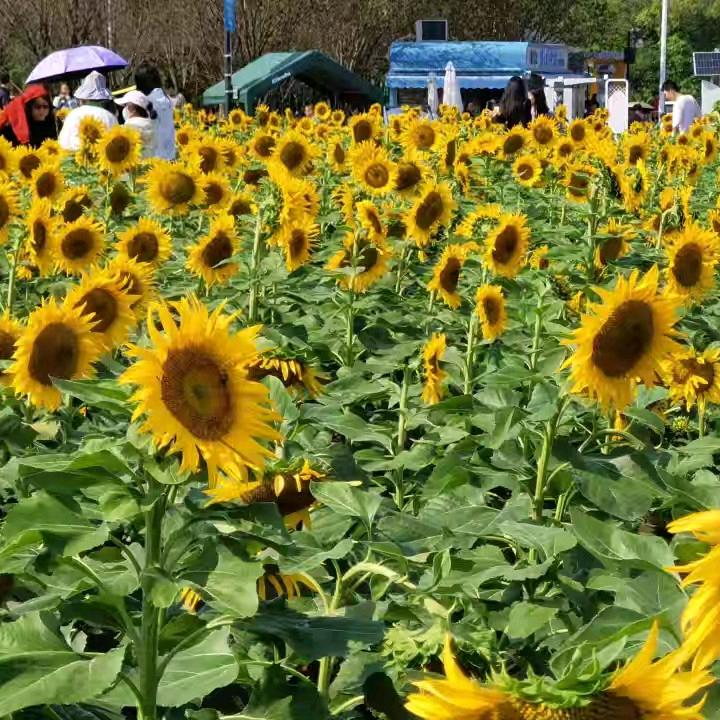 向日葵🌻
