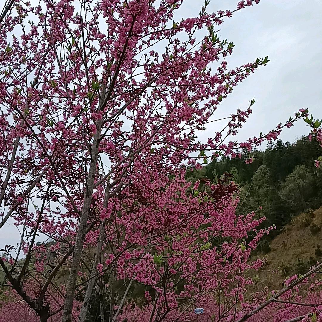 天生