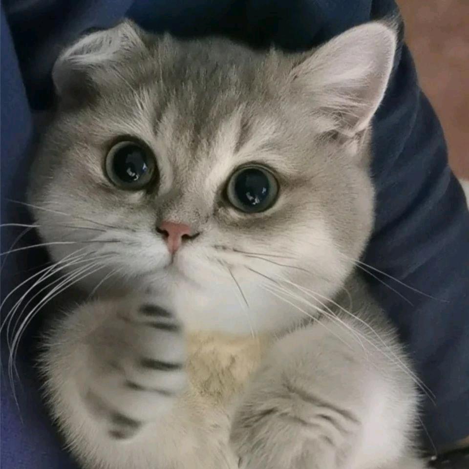 布丁是只猫