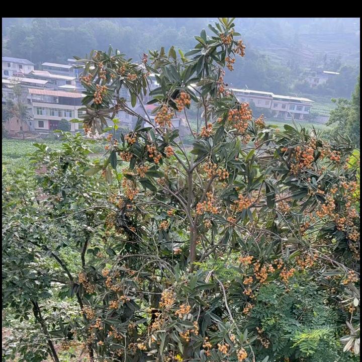 龍鳯