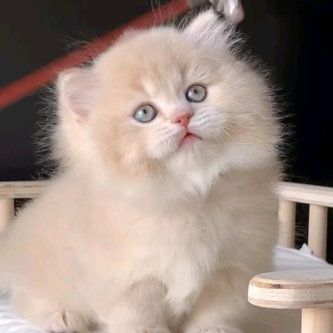 小飞象猫舍1️⃣