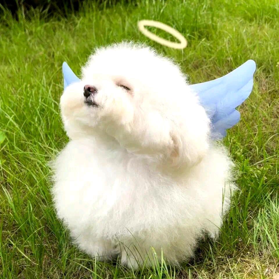 ৡৢﺴﻬ独宠ৢ