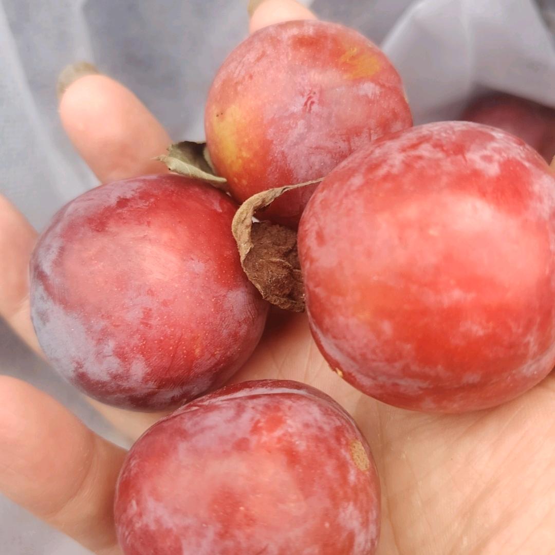 心安🌹若梦《拒绝私聊