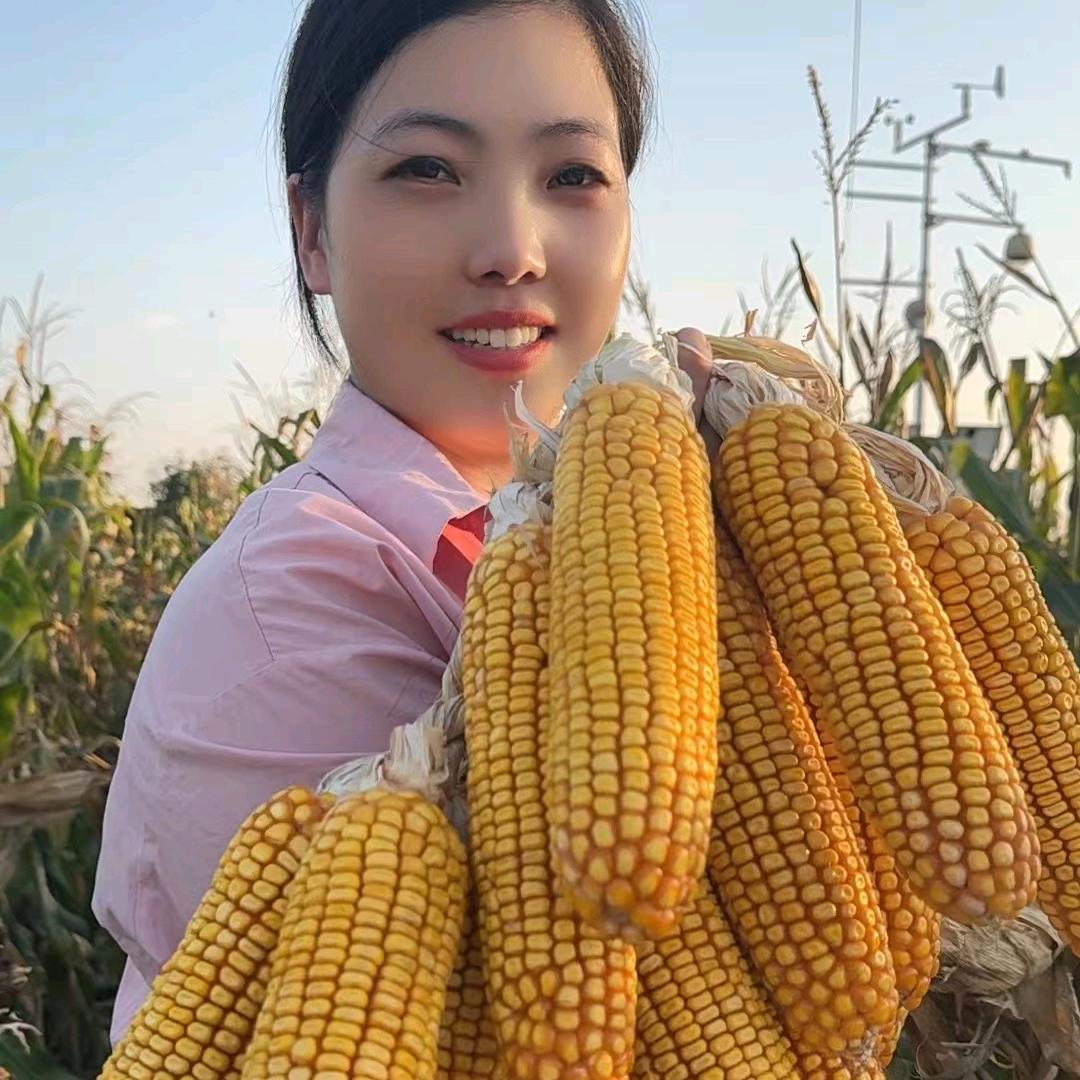 奥丰种业《农三甲》