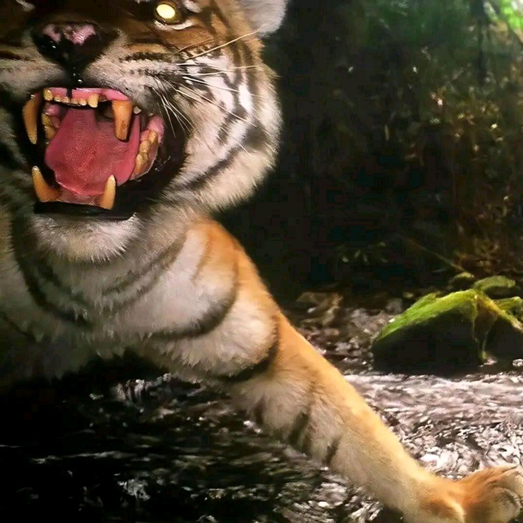 گق_.乌鸦不讲情話