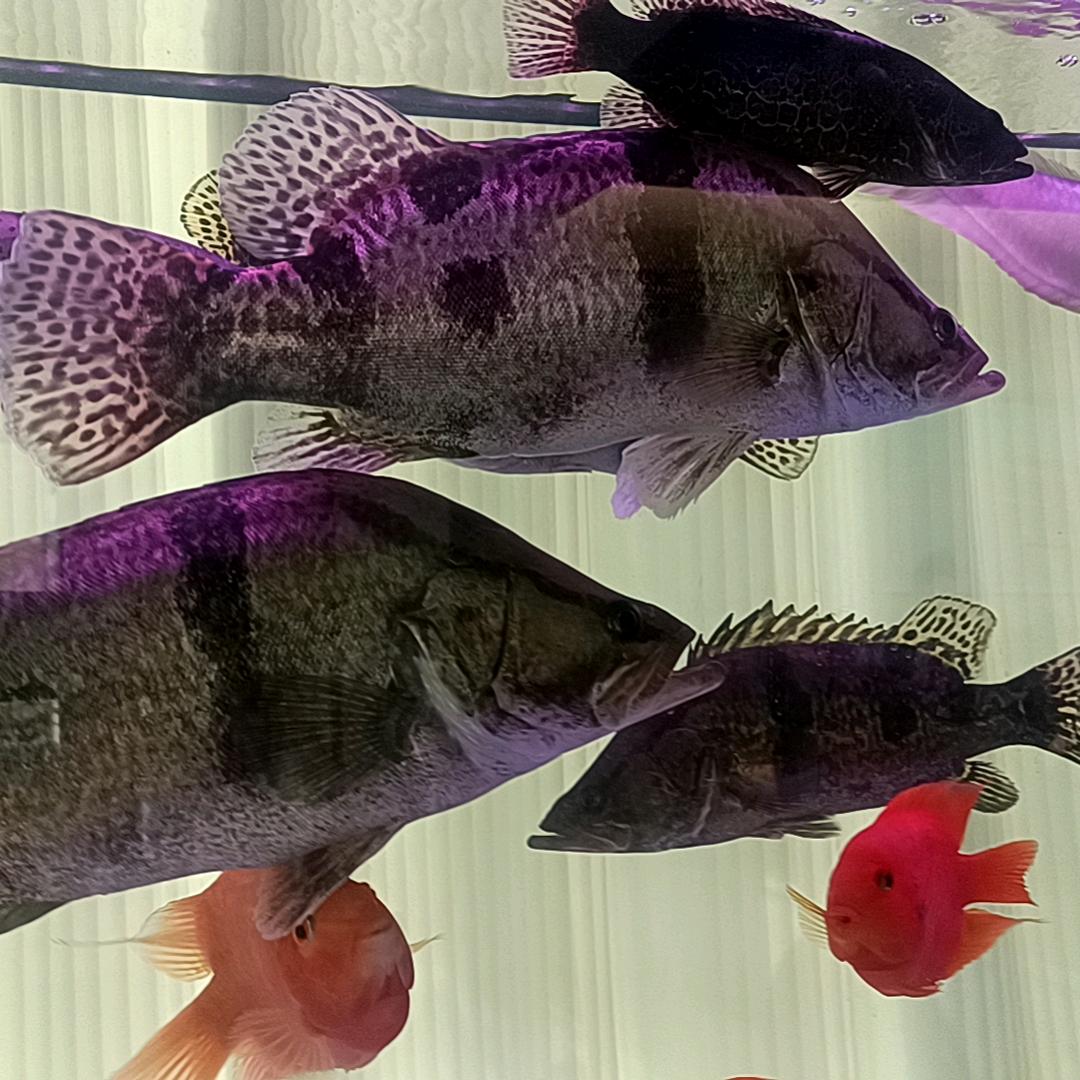 鲫鱼与斑鸠