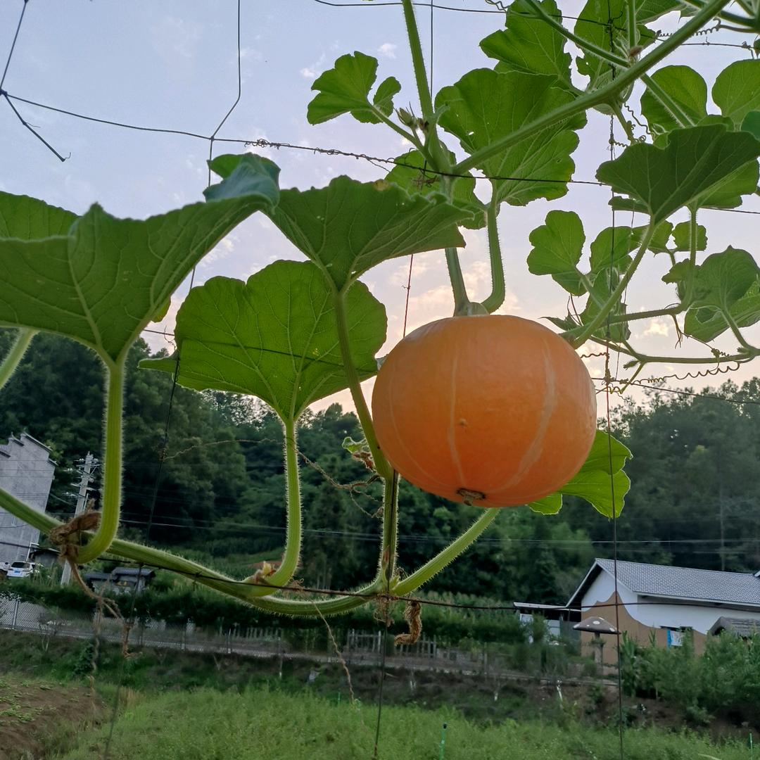 永红