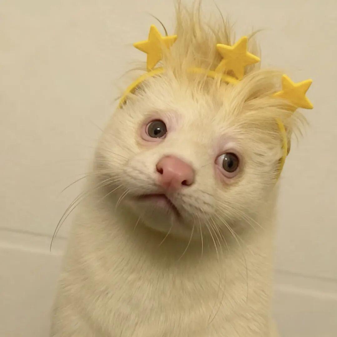 撒谎的匹诺曹💓