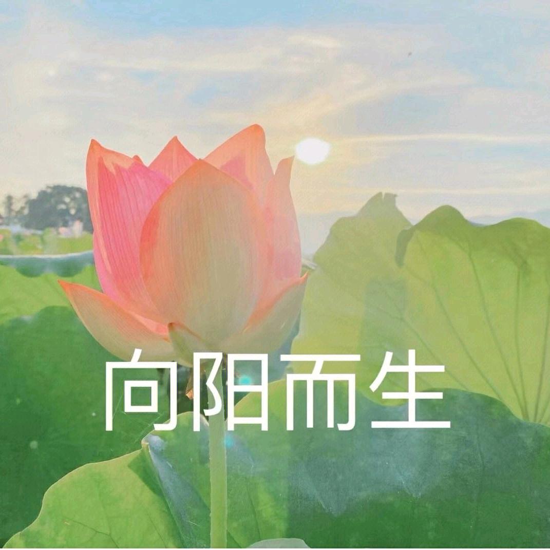 ʚ向阳而生ɞ