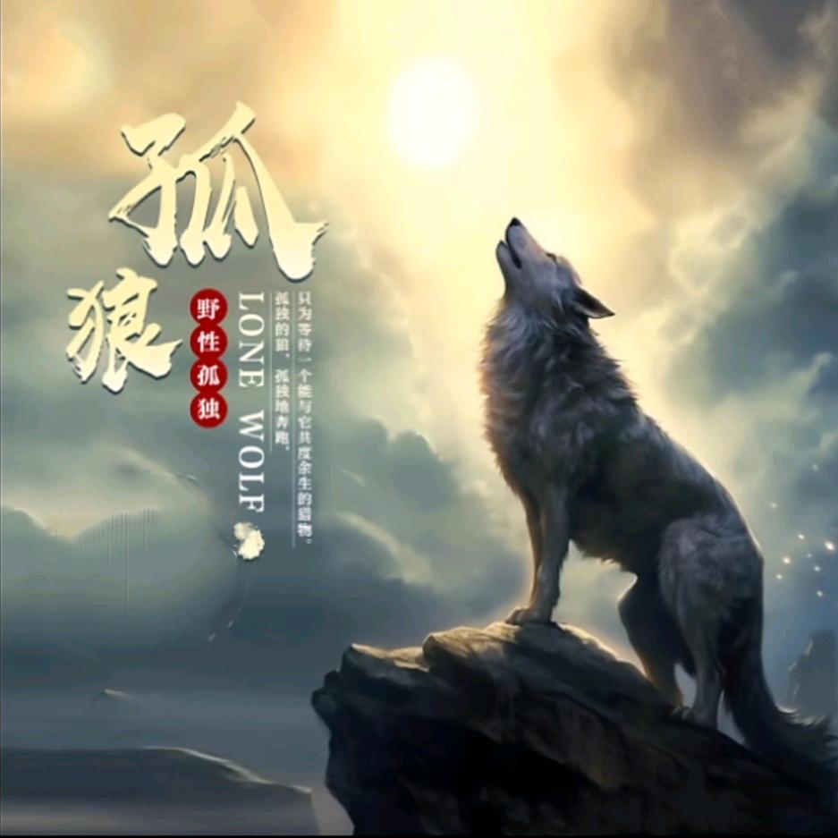 流浪的孤狼