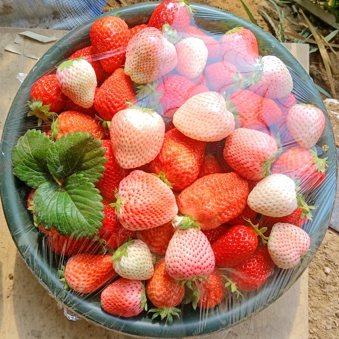 白银玫瑰香🍓纯甜草莓园🍓